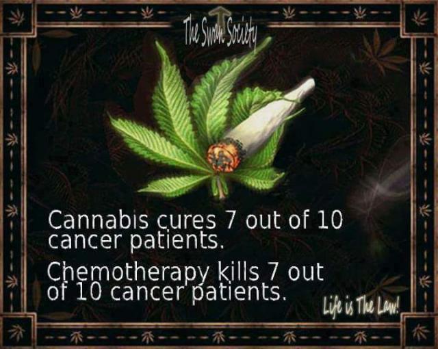cannabis1.jpg